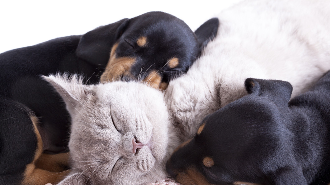 Veterinarian Clinic Pets Cattle Vaccinations Twin Falls Id